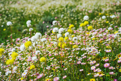 Western Australia wildflowers - pom poms and everlastings blooming close up