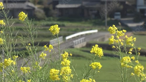 菜の花の咲く風景