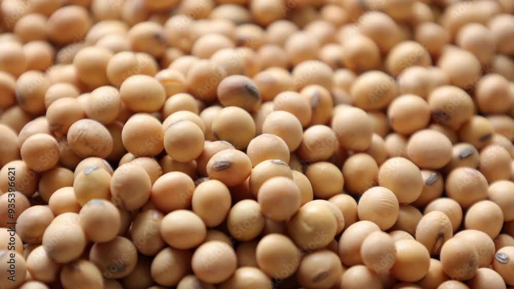 Soybean beans textured background Soybean beans textured background
