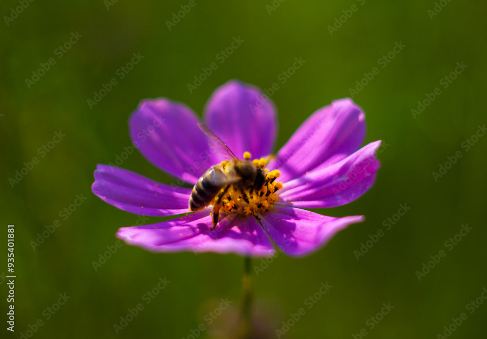 A bee collects nectar and pollen from a Cosmos flower. A bee collects nectar and pollen from a Cosmos flower.