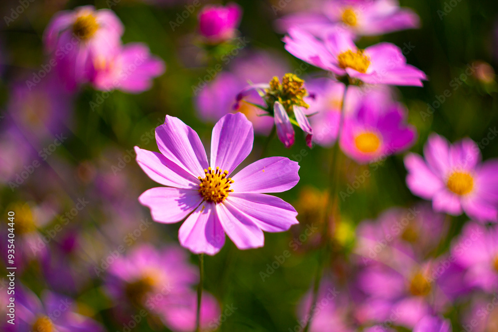 Cosmos in rays of setting sun. The picture was taken in the warm rays of the evening Sun.