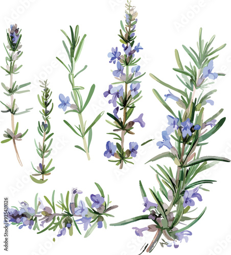 set of soft watercolor minimalist of rosemary,white background