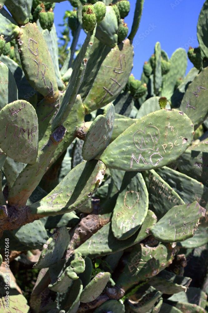 Cacti of the city of Kemer, Turkey. Cacti of the city of Kemer, Turkey.