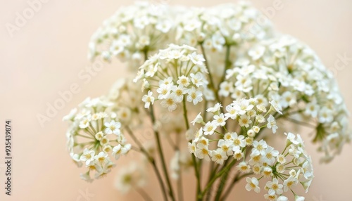 White gypsophila flowers or baby's breath flowers close up on beige background selective focus banner. Copy space. Flowers background, ai