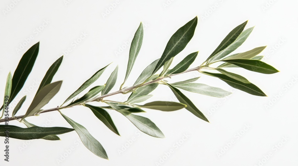 Obraz premium Close-up of a single olive tree branch with delicate leaves, set against a clean white background, highlighting its natural elegance.