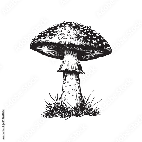 Amanita vector design isolated on white background - black and white illustration amanita