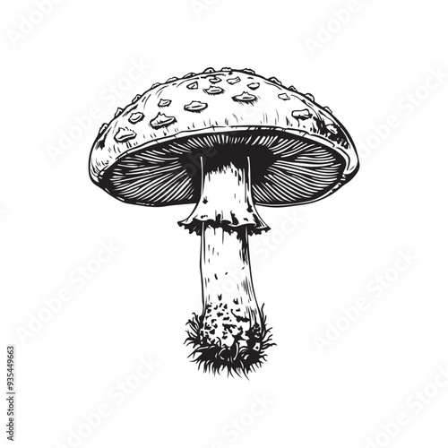 Amanita vector design isolated on white background - black and white illustration amanita