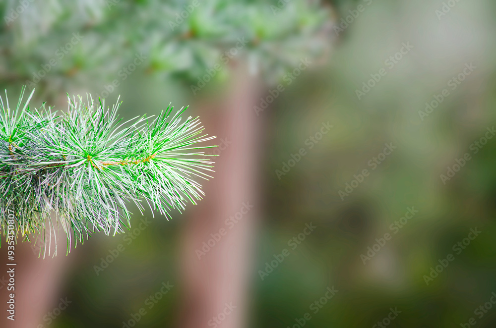 Obraz premium green branches of a pine tree close-up.Pine leaves with a natural background