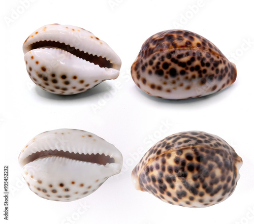 Obraz na plátně Tiger cowrie shell( Cypraea tigris)