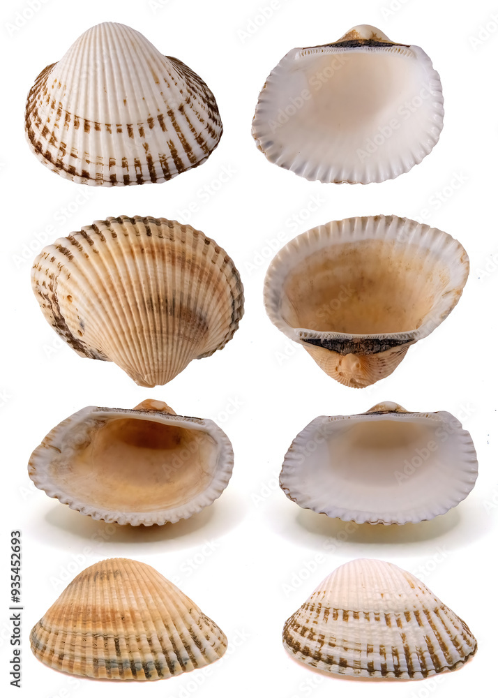 Rough cockle shell (Acanthocardia tuberculata) isolated on white background Rough cockle shell (Acanthocardia tuberculata) isolated on white background