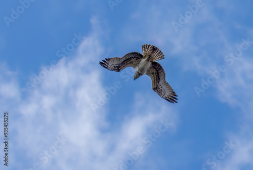 Osprey in flight in the sky 