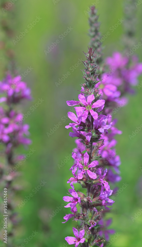 Obraz premium Beautiful close-up of lythrum salicaria