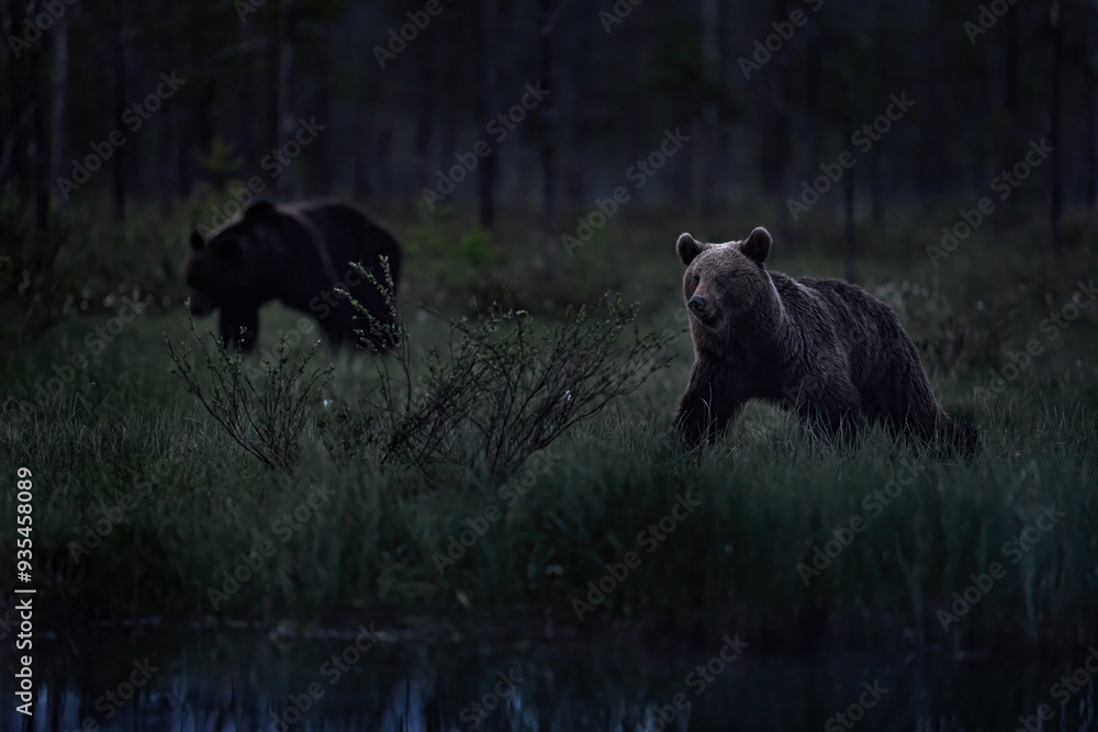 Misty magic courtship morning fog. Brown bear walking around lake in the morning sun. Wildlife scene from wild nature. Dark night image with bear. Dangerous animal in forest, Finland. Wet day in taiga Misty magic courtship morning fog. Brown bear walking around lake in the morning sun. Wildlife scene from wild nature. Dark night image with bear. Dangerous animal in forest, Finland. Wet day in taiga