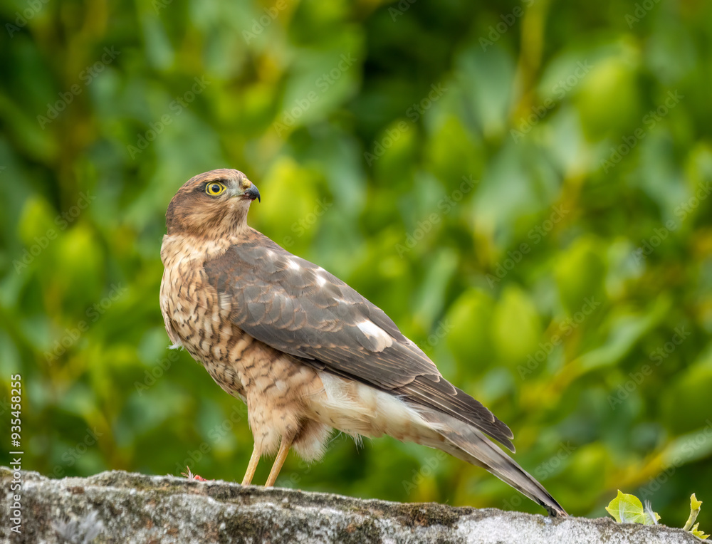 Close up of a female sparrow hawk eating it's prey Close up of a female sparrow hawk eating it's prey