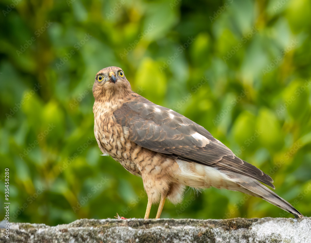Close up of a female sparrow hawk eating it's prey Close up of a female sparrow hawk eating it's prey