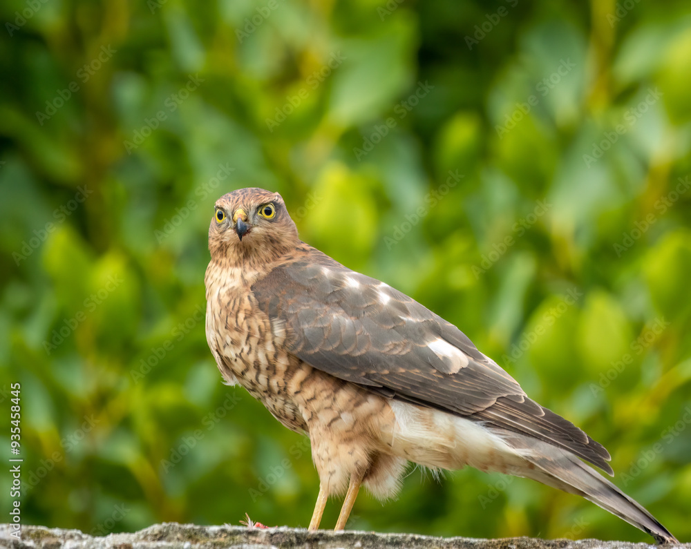 Close up of a female sparrow hawk eating it's prey Close up of a female sparrow hawk eating it's prey