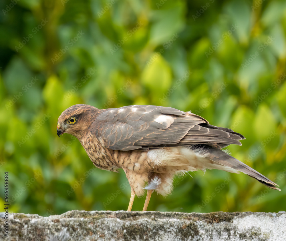 Obraz premium Close up of a female sparrow hawk eating it's prey 