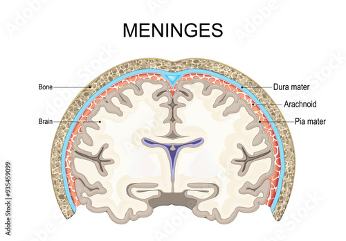 Meninges. Cross section of Skull and human brain with Pia mater, Arachnoid, and Dura mater.