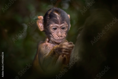 Barbary macaque and child took image with cell phone, wild monkey in Gibraltar. Only one monkey species on European continent. Urban wildlife on top of Rock og Gibraltar. Animal in nature with human.