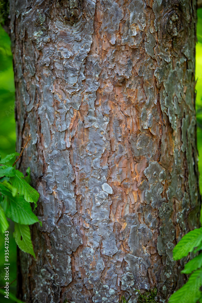 Obraz premium Gros plan sur la texture de l'écorce d'un arbre. Motif de fond d'écorce d'arbre naturelle. Surface rugueuse du tronc.