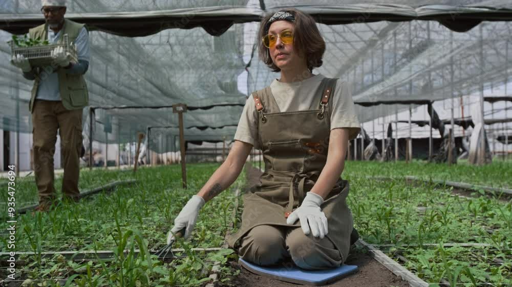 Two workers tending plants in spacious greenhouse. Woman kneeling and using hand rake while man walking with tray of seedlings Two workers tending plants in spacious greenhouse. Woman kneeling and using hand rake while man walking with tray of seedlings