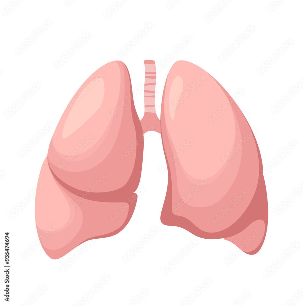 Fototapeta premium Human lungs on a white background. Organ. Vector illustration. 
