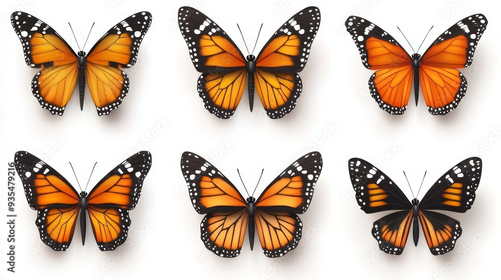 Six Beautiful Orange Butterflies Isolated on White Background Six Beautiful Orange Butterflies Isolated on White Background