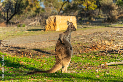 Graceful kangaroo in its natural habitat, captured in a moment of calm and poise, showcasing the iconic wildlife of Australia