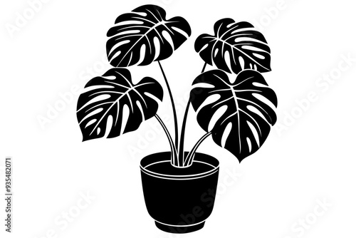 Silhouette of a monstera deliciosa plant in a pot