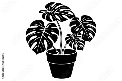 Silhouette of a monstera deliciosa plant in a pot