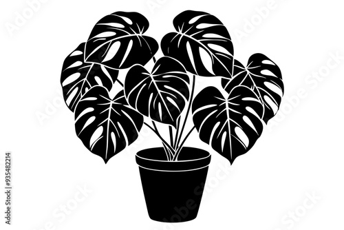 Silhouette of a monstera deliciosa plant in a pot