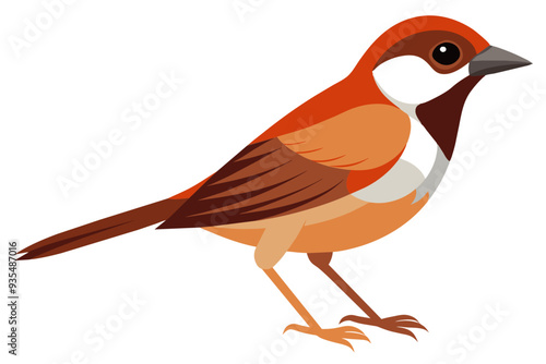  Chestnut breasted mannikin bird vector illustration 