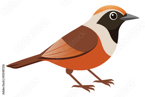  Chestnut breasted mannikin bird vector illustration  photo