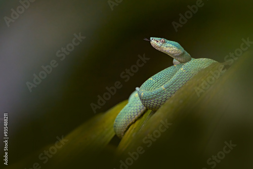 Snake Bothriechis lateralis, Green Side-stripe mountain Palm-Pitviper on the green palm tree. Viper in the dark jungle tropic forest, Monteverde Reserve in Costa Rica. Nature in Costa Rica. photo