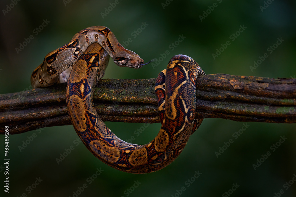 Boa constrictor viper in the wild nature, Costa Rica. Wildlife scene from Central America. Travel in tropic forest. Dangerous snake from jungle. Snake in the forest habitat, Corcovado NP, Costa Rica. Boa constrictor viper in the wild nature, Costa Rica. Wildlife scene from Central America. Travel in tropic forest. Dangerous snake from jungle. Snake in the forest habitat, Corcovado NP, Costa Rica.