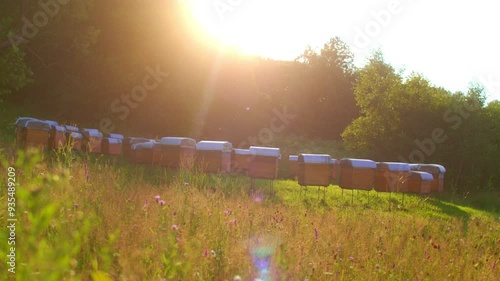 Ecological beehives in summer day, view at field full of flowers and bee hives near forest. Swarm of bees on wooden beehive in meadow. Apiary, swarm, sheltered from wind and with good stay in sun.