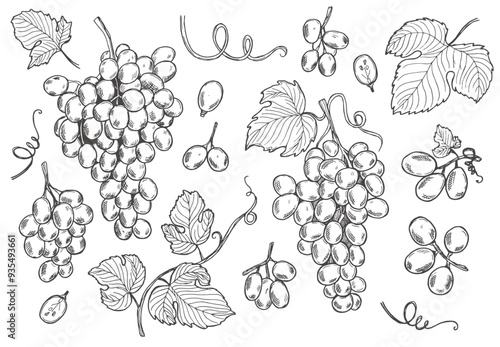 Grape bunch collection. Elements of grapes isolated on white background. Botanical elements isolated against white. Vector sketch illustration.