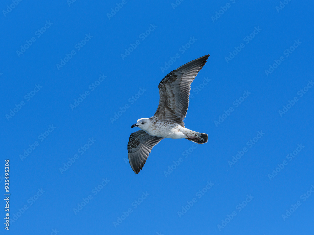 Obraz premium a flying seagull with open wings