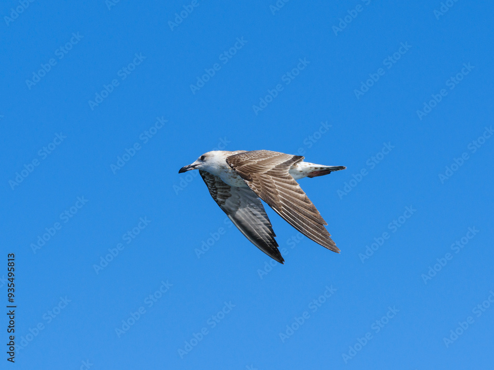 a beautiful seagull flying in the blue sky a beautiful seagull flying in the blue sky