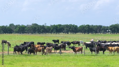 Wallpaper Mural Production of organic dairy products. Milk cows grazing on green farm pasture. Feeding of cattle on farmland grassland Torontodigital.ca