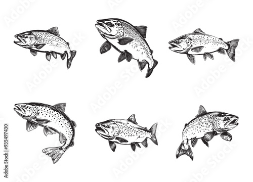 Set of trout vector illustrations - hand drawn trout  - black and white trout  isolated on white background
