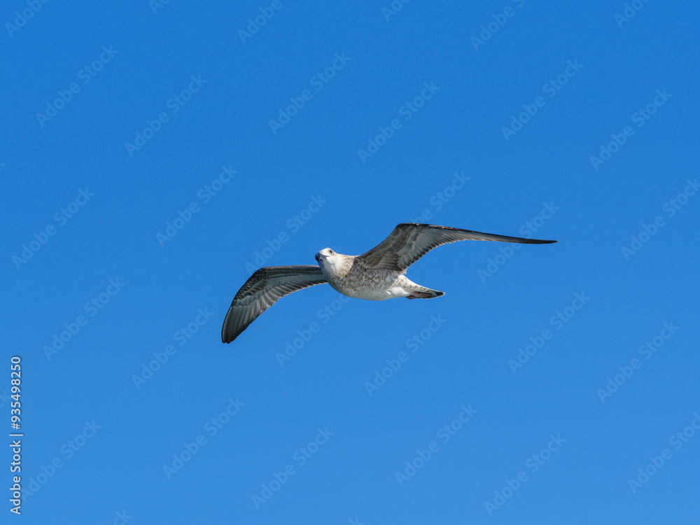 Obraz premium a flying seagull with open wings