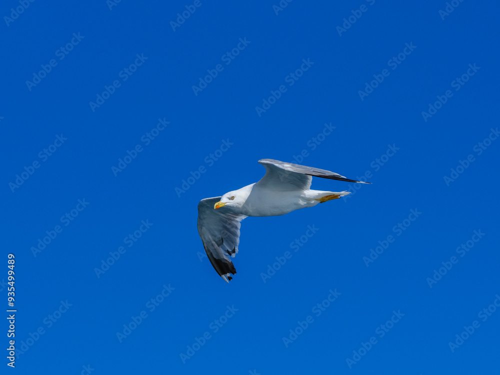 Obraz premium a beautiful seagull flying in the blue sky