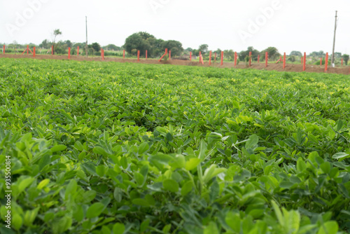 Abundant Green Peanut Fields in Rustic Farmland