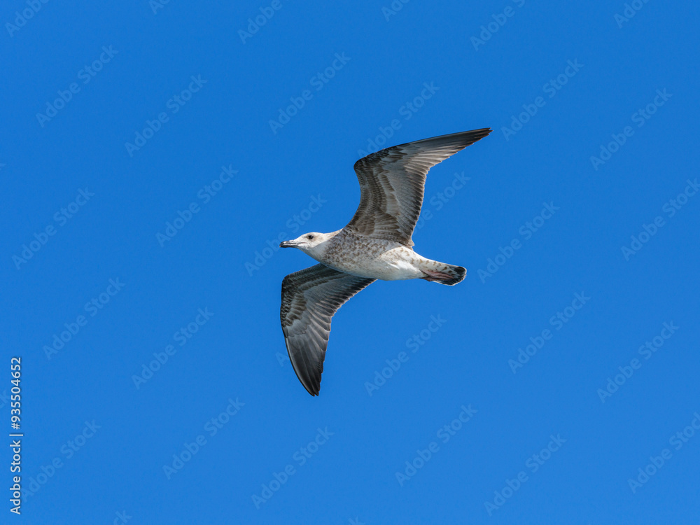 a beautiful seagull flying in the sky a beautiful seagull flying in the sky