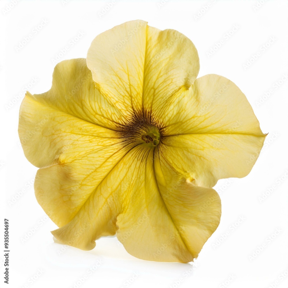 Single Yellow Petunia isolated on white background Single Yellow Petunia isolated on white background