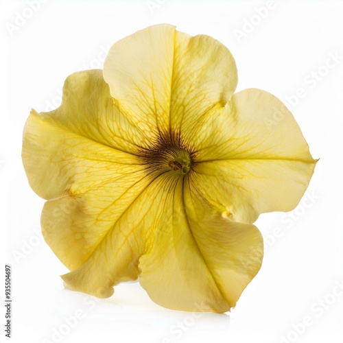 Single Yellow Petunia isolated on white background