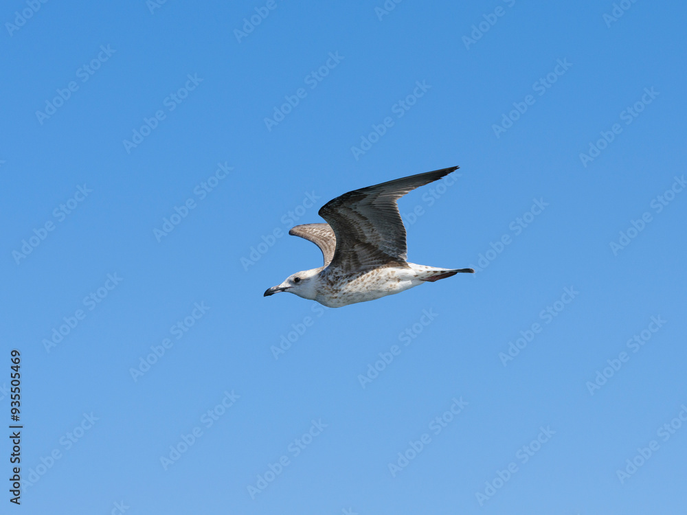 Obraz premium a beautiful seagull flying in the blue sky