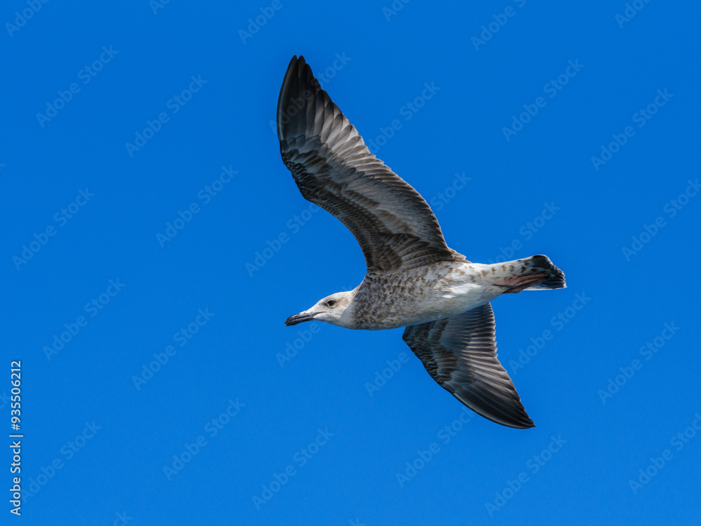 Obraz premium a beautiful seagull flying in the blue sky