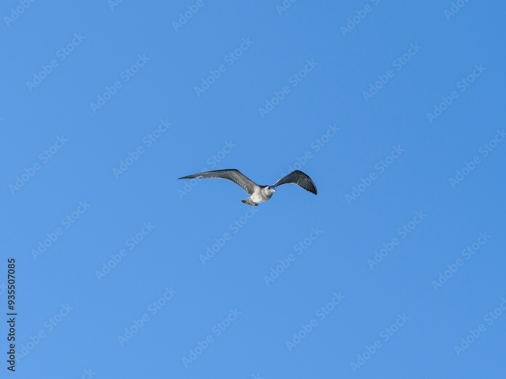 a flying seagull with open wings a flying seagull with open wings